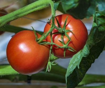 Ripe Tomato small 5390
