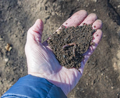 worm in hand compost small 